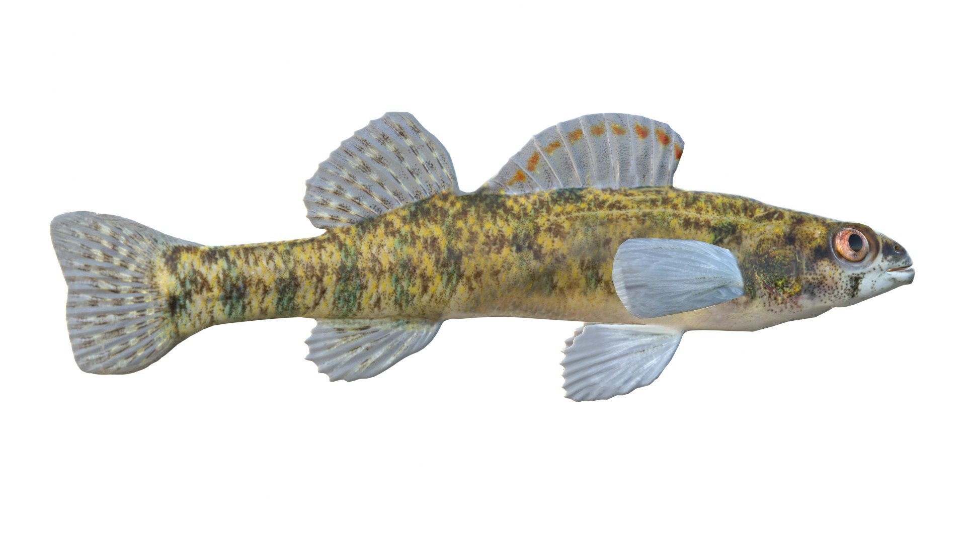 3D Backwater Darter fish https://p.turbosquid.com/ts-thumb/TH/7pLM2O/Cr/3/jpg/1767690323/1920x1080/fit_q87/592e726b5ecec9564e8b3f735fc72bf24814f8e8/3.jpg