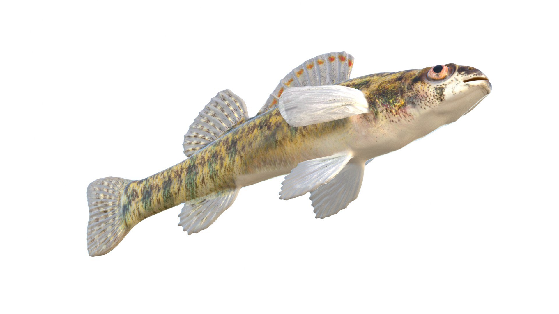 3D Backwater Darter fish https://p.turbosquid.com/ts-thumb/TH/7pLM2O/eP/5/jpg/1767690324/1920x1080/fit_q87/2672b3cef385faff2eb2fb4b9e32e9a38ee52b94/5.jpg