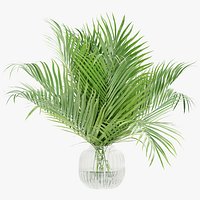 Palm Leaves