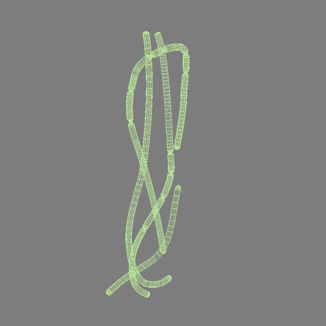 microbes micro organisms 3d 3ds https://p.turbosquid.com/ts-thumb/TH/EUWQAh/37kgXhAf/anthraxbacillusanthracis_wire/jpg/1324045554/1920x1080/fit_q87/d919d0a68b68fb8cf6f6d410b5c24f0da55274fa/anthraxbacillusanthracis_wire.jpg