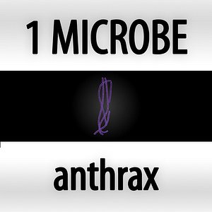 anthrax - bacillus anthracis