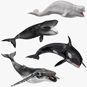 Rigged Whales Collection 2 for Maya