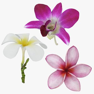 Flower - 3D Scanned Collection
