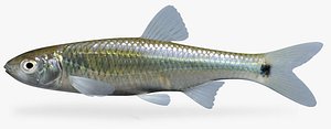 cyprinella venusta blacktail shiner 3d fbx
