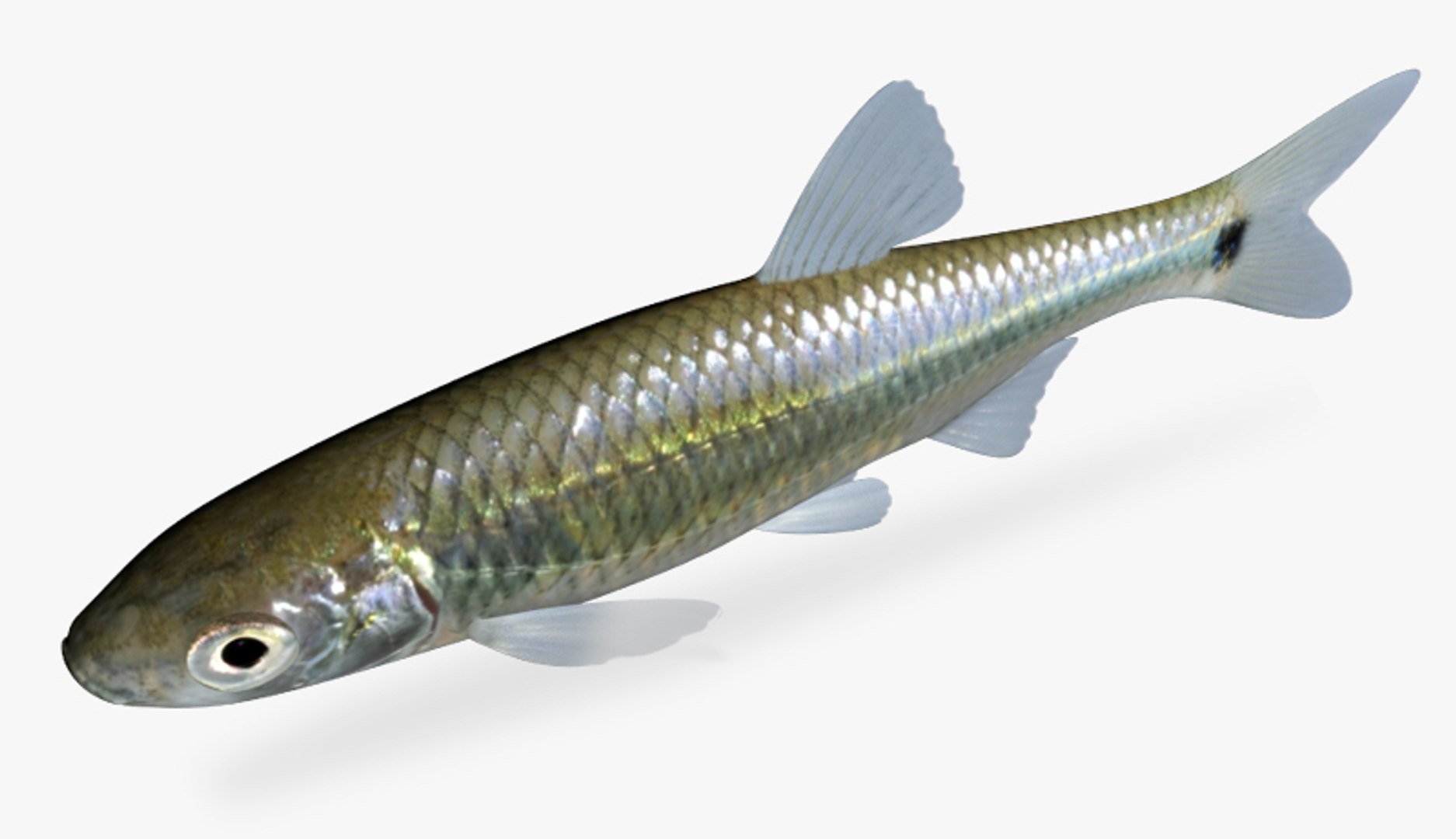 Cyprinella Venusta Blacktail Shiner 3d Fbx