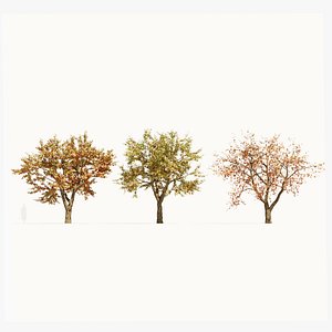 Ulmus changii d