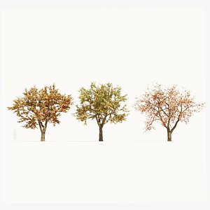 Ulmus changii d