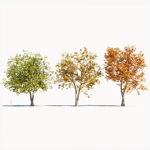 Platanus orientalis d