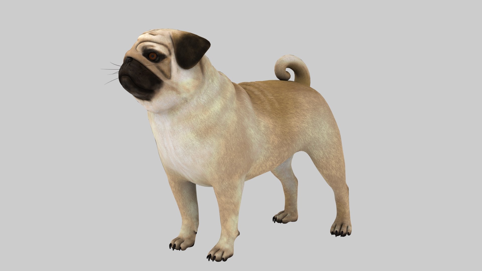 Pug Dog Model - TurboSquid 2524029