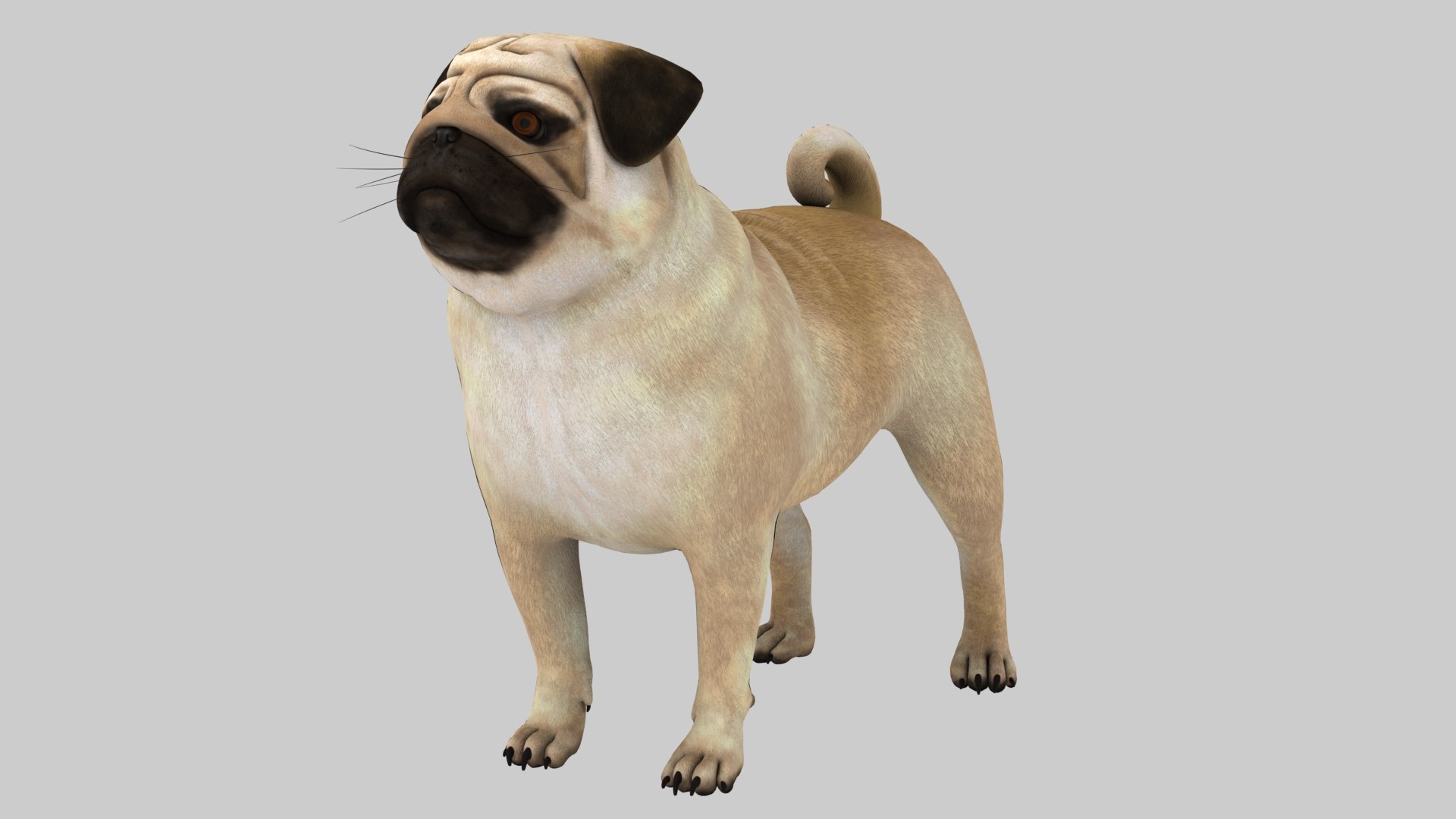 Pug Dog Model - TurboSquid 2524029