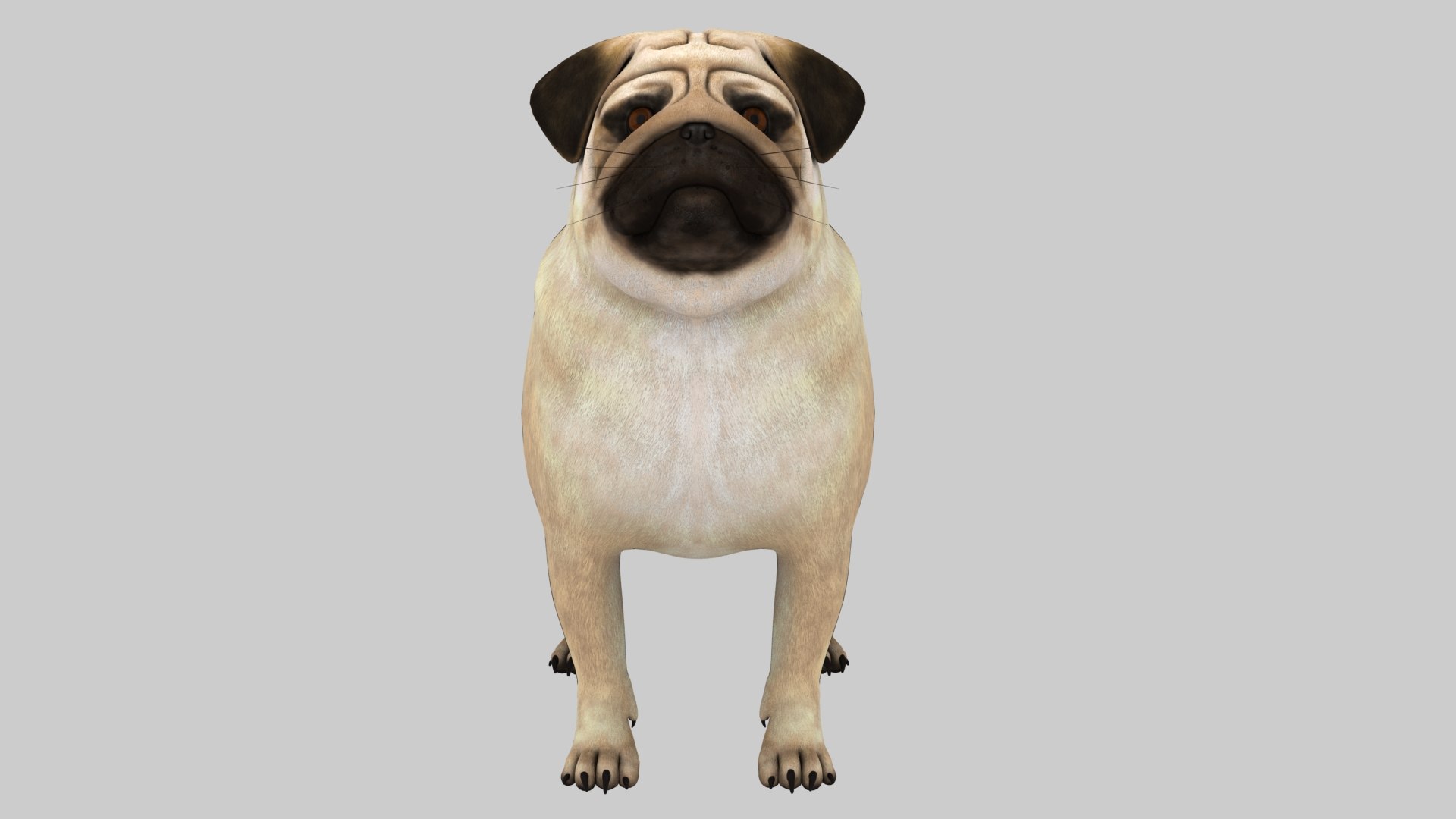 Pug Dog Model - TurboSquid 2524029
