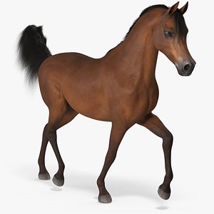 Walking Arabian Horse Brown Fur