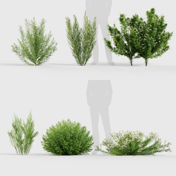 Erica Arborea Tree heath 3D model 3D model