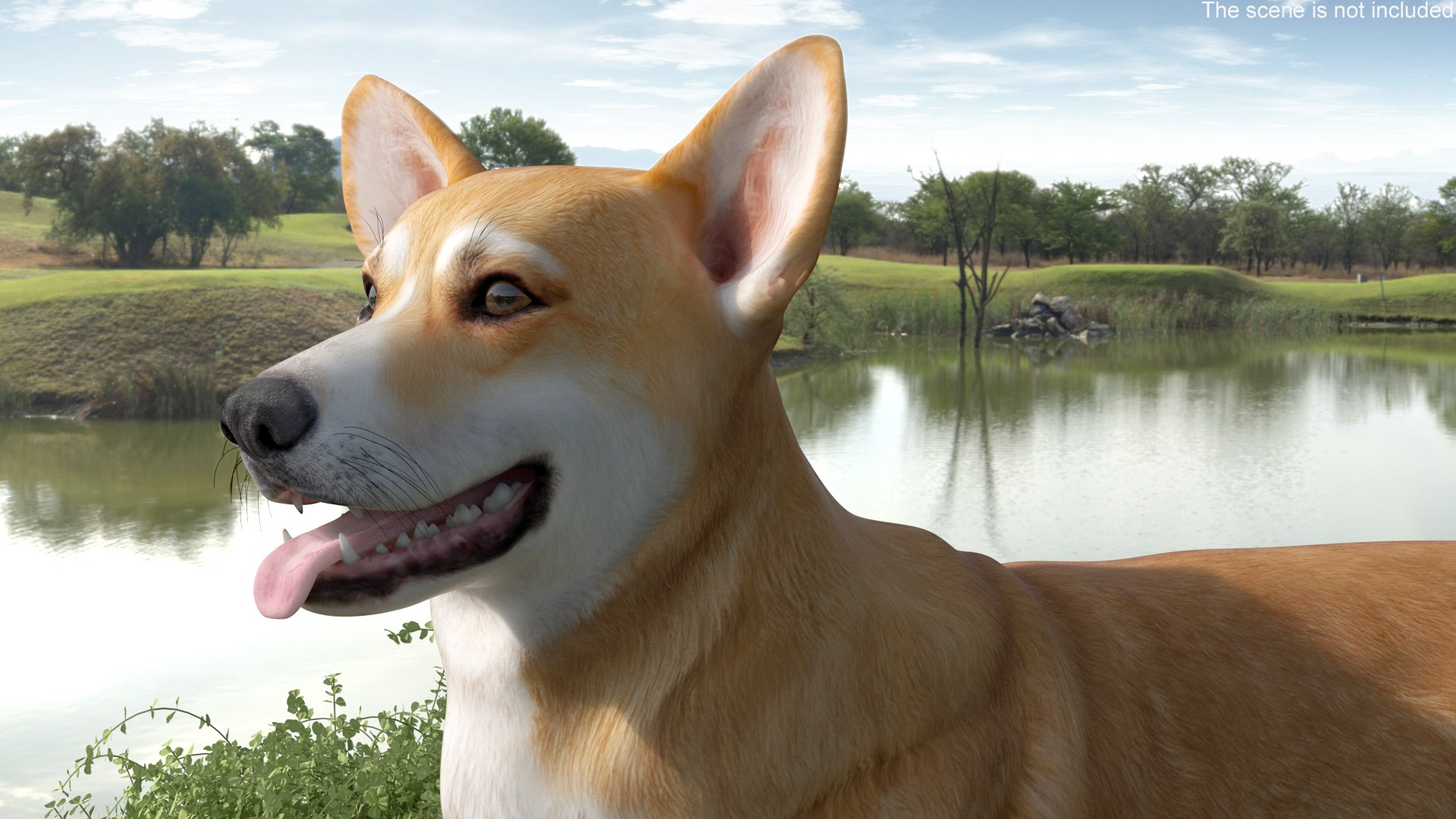 3D Pembroke Corgi with Rubber Ring Toy https://p.turbosquid.com/ts-thumb/TH/qF3mKW/QW/pembroke_corgi_with_rubber_ring_toy_003/jpg/1752174947/1920x1080/fit_q87/ffd7b7edd2415bf2dd0f42b193d2b6b171edea13/pembroke_corgi_with_rubber_ring_toy_003.jpg
