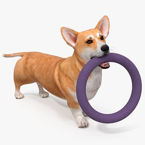 Pembroke Corgi with Rubber Ring Toy