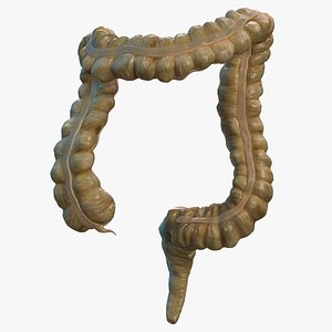 human colon 3D model