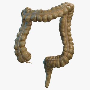 Human Colon