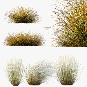 3D AV Stipa Tenuissima Ostnica Mocna Pony Tails and Carex Testacea Orange Sedge Grass Prairie Fire