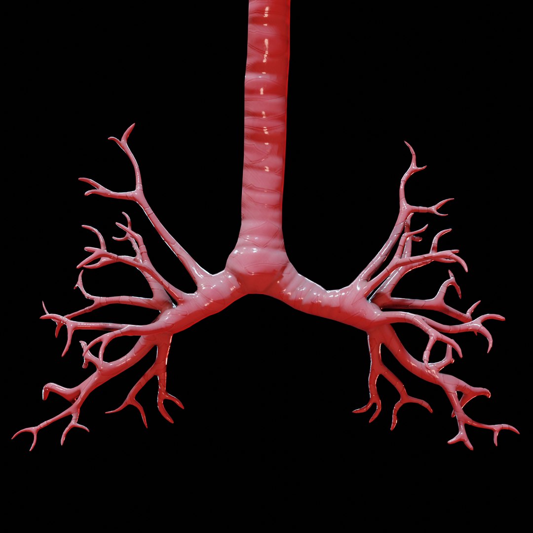 Human Lungs 3D Model - TurboSquid 1647207