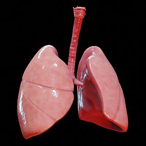 human lungs 3D model