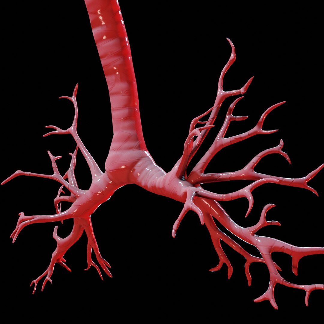 Human Lungs 3D Model - TurboSquid 1647207