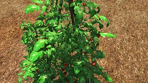 Tomato Plant