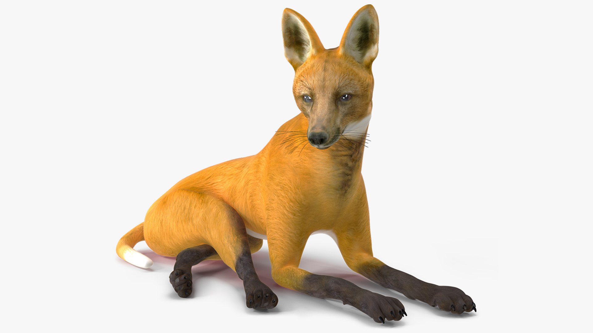 Chrysocyon Reclining 3D model preview