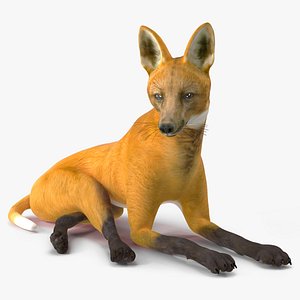 Chrysocyon Reclining