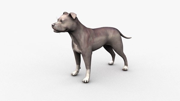 Blue pitbull shop male