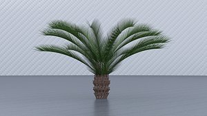 3D Canary Island Date Palm model
