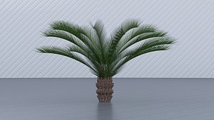 Canary Island Date Palm