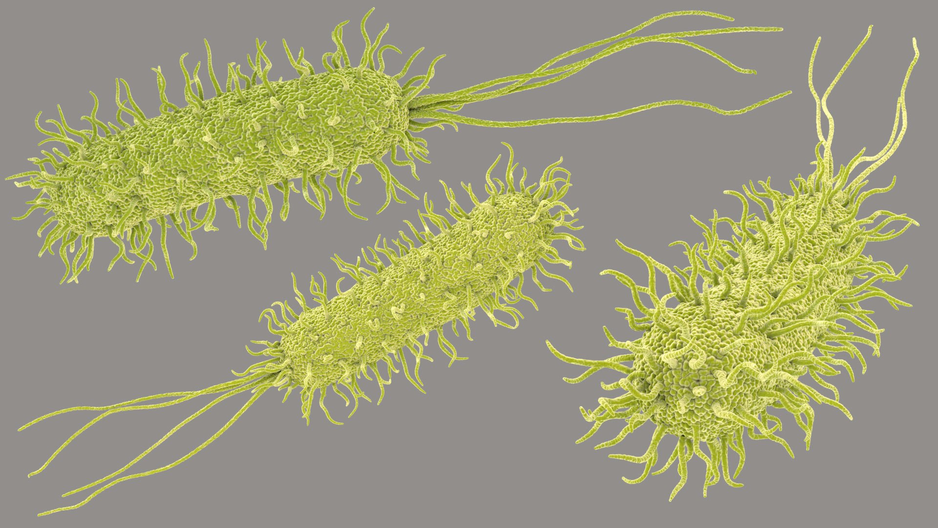 Pseudomonas Aeruginosa Bacteria model https://p.turbosquid.com/ts-thumb/TI/9vlrNQ/6X/aeruginosabacteria_im_03/jpg/1782196522/1920x1080/fit_q87/55730315781c973103053e838e5d18c0f3ad824c/aeruginosabacteria_im_03.jpg