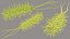 Pseudomonas Aeruginosa Bacteria