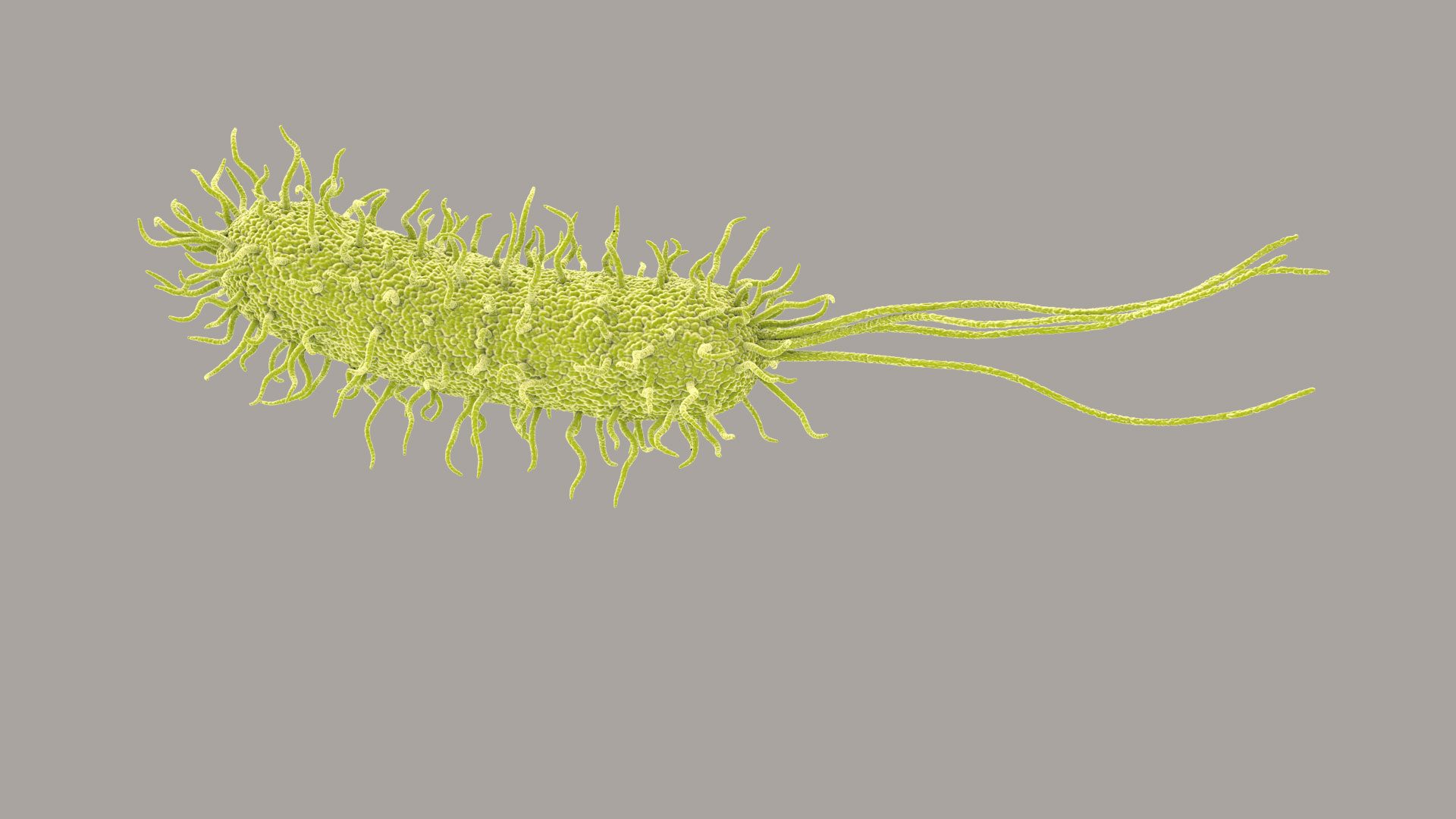 Pseudomonas Aeruginosa Bacteria model https://p.turbosquid.com/ts-thumb/TI/9vlrNQ/C8/aeruginosabacteria360/jpg/1782196448/1920x1080/turn_fit_q99/f96d8e524132bf2523c0385beed0513c7ff4d256/aeruginosabacteria360-1.jpg