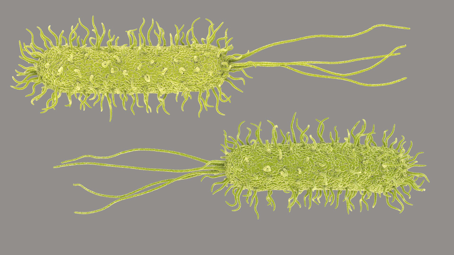 Pseudomonas Aeruginosa Bacteria model https://p.turbosquid.com/ts-thumb/TI/9vlrNQ/M5/aeruginosabacteria_im_00/jpg/1782196523/1920x1080/fit_q87/afb92c8e95e26c5420b717c7c26dbd05b549f45b/aeruginosabacteria_im_00.jpg