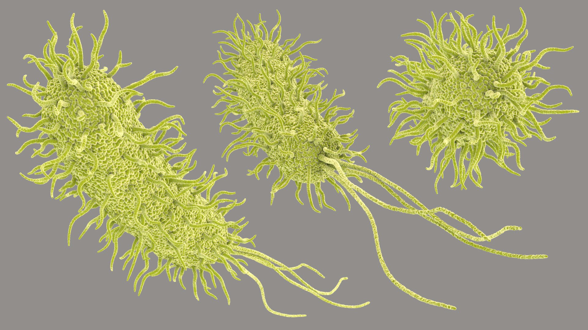 Pseudomonas Aeruginosa Bacteria model https://p.turbosquid.com/ts-thumb/TI/9vlrNQ/Mv/aeruginosabacteria_im_02/jpg/1782196521/1920x1080/fit_q87/c52e4290d1b307eb667617319689f83a1f021628/aeruginosabacteria_im_02.jpg