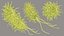 Pseudomonas Aeruginosa Bacteria