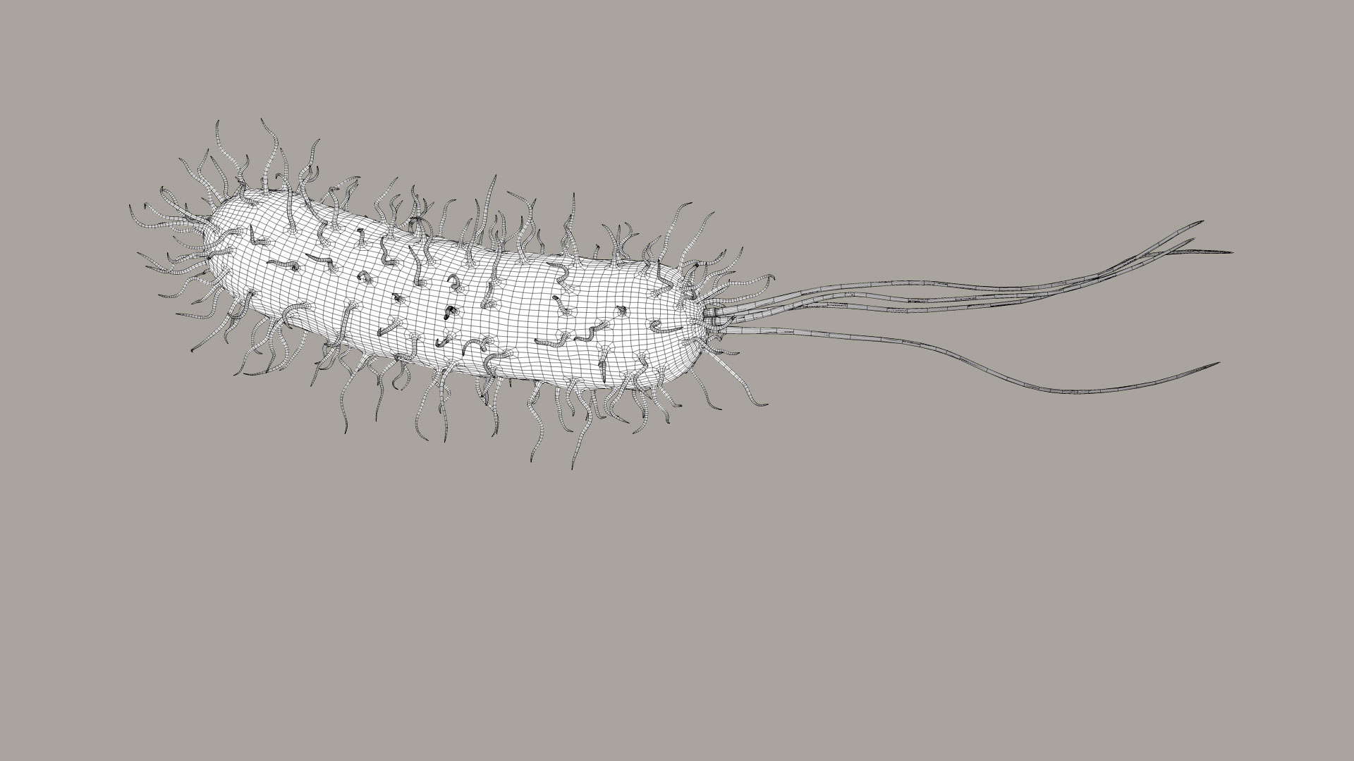 Pseudomonas Aeruginosa Bacteria model https://p.turbosquid.com/ts-thumb/TI/9vlrNQ/P5/aeruginosabacteria360_outline/jpg/1782196624/1920x1080/turn_fit_q99/7ced4f5e82f5574c816a628ec26a9297b84d8d3c/aeruginosabacteria360_outline-1.jpg