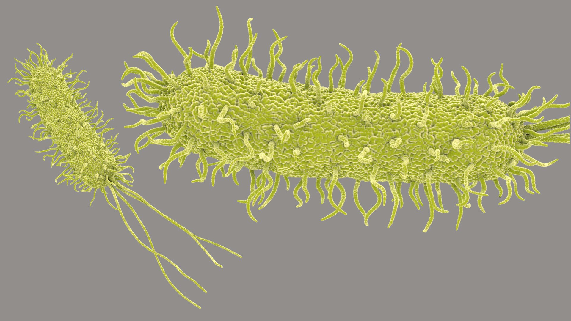 Pseudomonas Aeruginosa Bacteria model https://p.turbosquid.com/ts-thumb/TI/9vlrNQ/RK/aeruginosabacteria_im_04/jpg/1782196523/1920x1080/fit_q87/55166f867fb2b02e14c4cb33d3a76abf1b5ff2e1/aeruginosabacteria_im_04.jpg