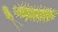 Pseudomonas Aeruginosa Bacteria