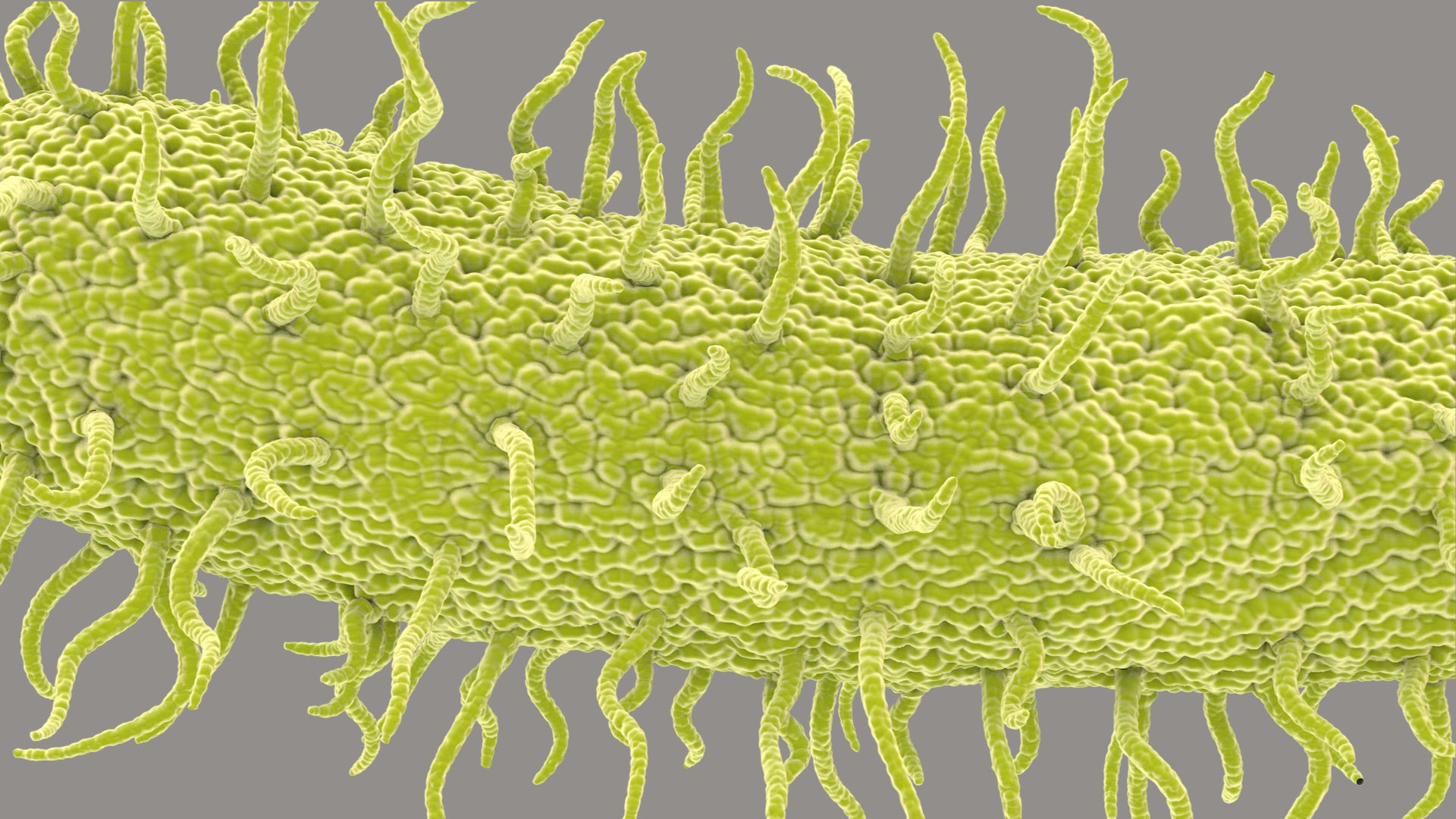 Pseudomonas Aeruginosa Bacteria model https://p.turbosquid.com/ts-thumb/TI/9vlrNQ/SR/aeruginosabacteria_im_06/jpg/1782196524/1920x1080/fit_q87/f95c1b245bc6c7ab3fe84a999c42d1b15b37d0c3/aeruginosabacteria_im_06.jpg