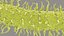 Pseudomonas Aeruginosa Bacteria