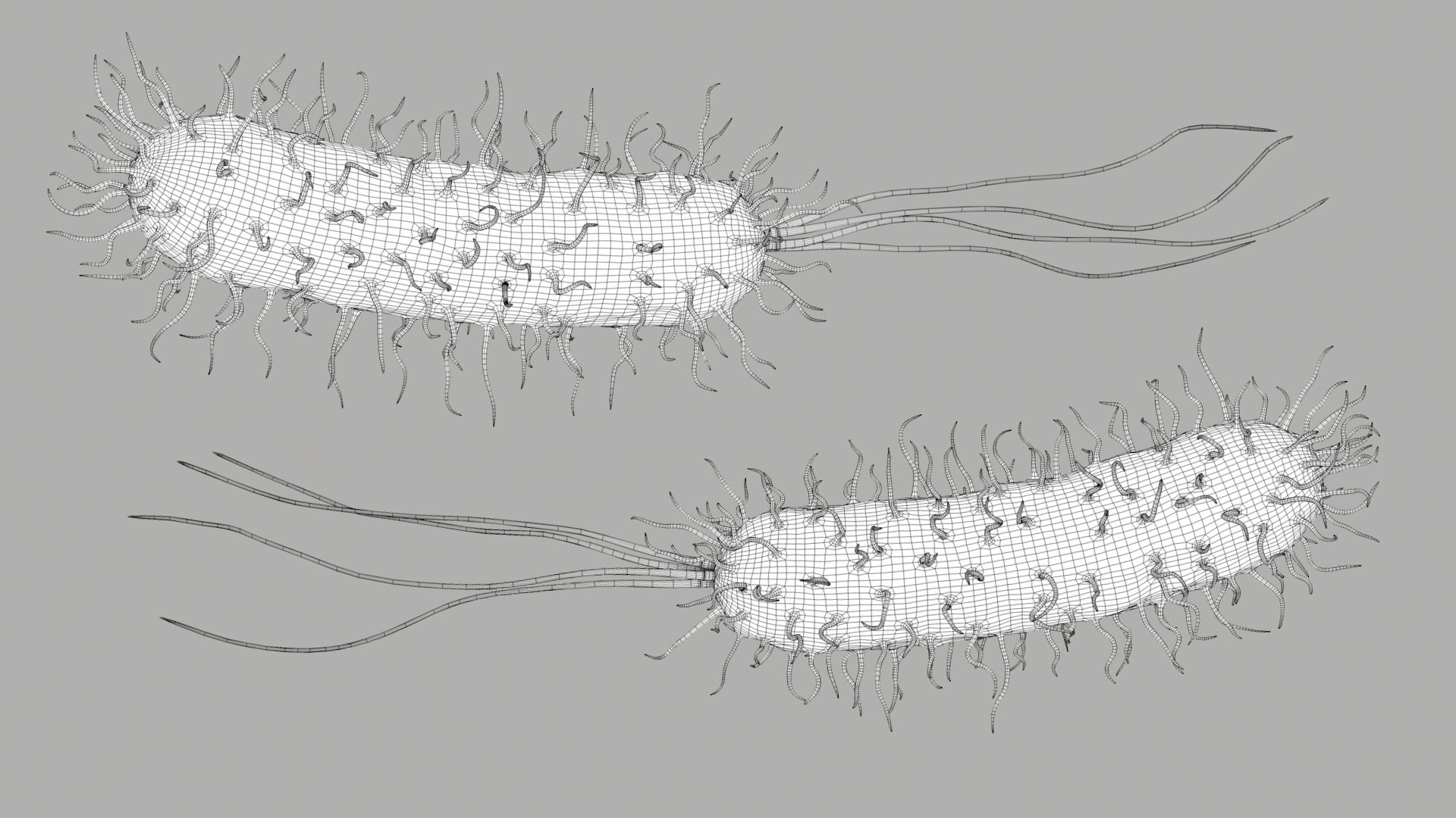 Pseudomonas Aeruginosa Bacteria model https://p.turbosquid.com/ts-thumb/TI/9vlrNQ/Tz/aeruginosabacteria_im_outline__01/jpg/1782196642/1920x1080/fit_q87/697178e5d236236f2378e9241684be70995a5d3c/aeruginosabacteria_im_outline__01.jpg