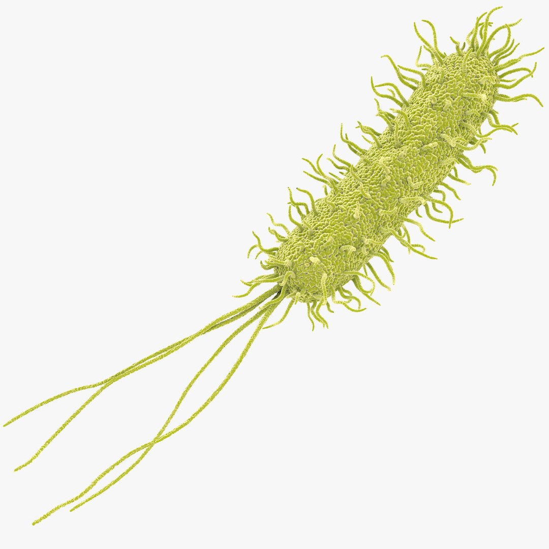 Pseudomonas Aeruginosa Bacteria model https://p.turbosquid.com/ts-thumb/TI/9vlrNQ/Wz/aeruginosabacteria_vertical_sig/jpg/1782197029/1920x1080/fit_q87/b22215e6d5dea30723bc72e31b40534f3f746651/aeruginosabacteria_vertical_sig.jpg