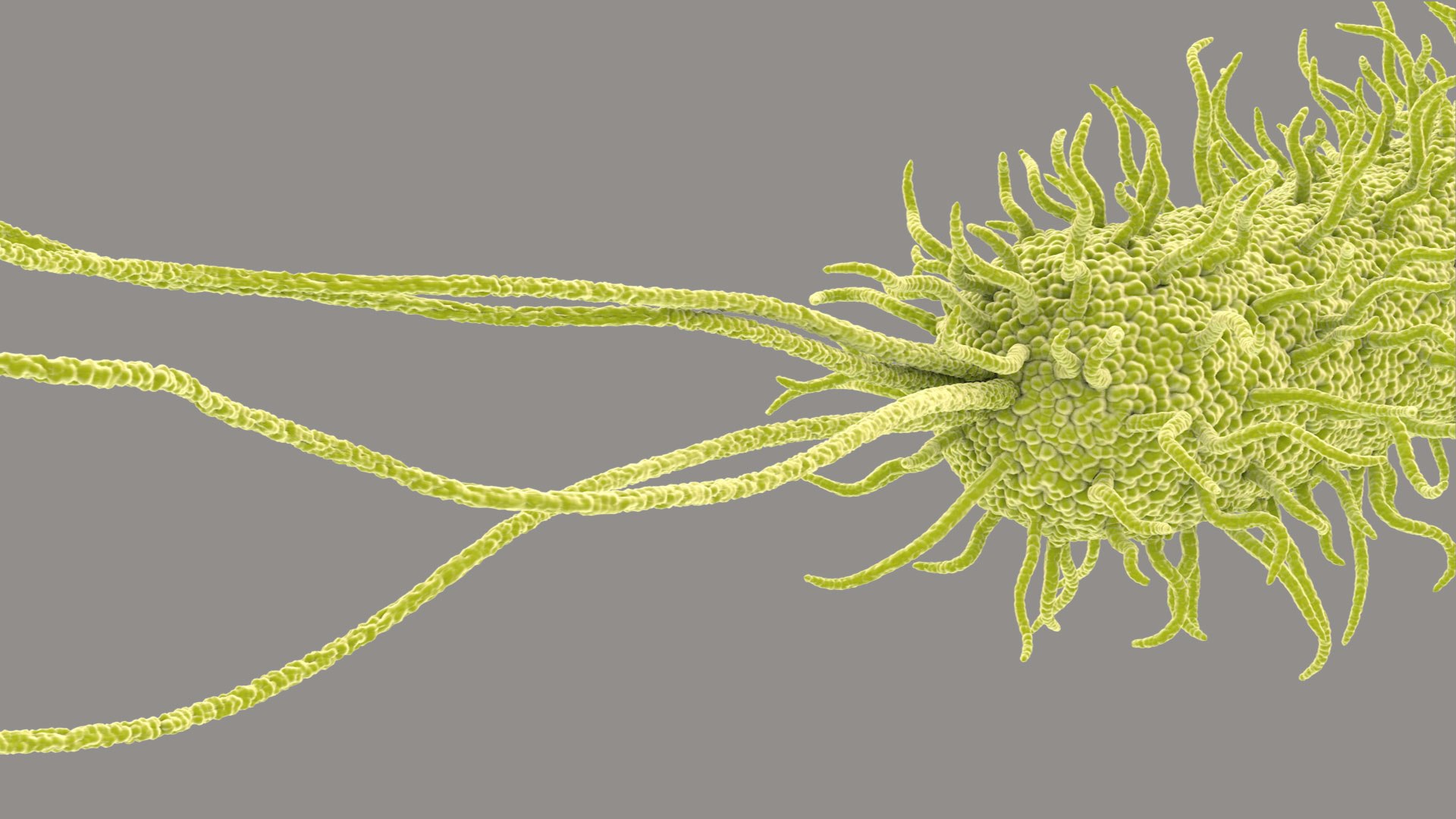 Pseudomonas Aeruginosa Bacteria model https://p.turbosquid.com/ts-thumb/TI/9vlrNQ/Z5/aeruginosabacteria_im_05/jpg/1782196523/1920x1080/fit_q87/e3af79b9fc0952d7c1cc9a52d937ef8c3f4e7879/aeruginosabacteria_im_05.jpg