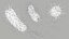 Pseudomonas Aeruginosa Bacteria