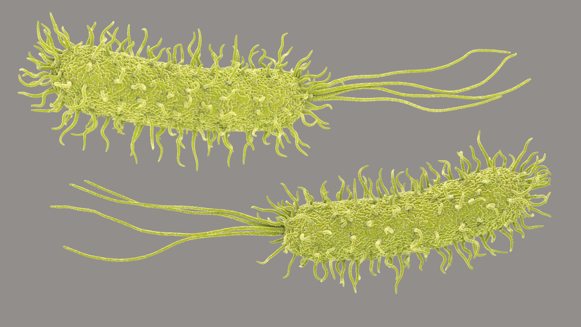 Pseudomonas Aeruginosa Bacteria model https://p.turbosquid.com/ts-thumb/TI/9vlrNQ/iK/aeruginosabacteria_im_01/jpg/1782196521/1920x1080/fit_q87/14e81a7ea777f9c10c2362a3f74e38933d8d6b16/aeruginosabacteria_im_01.jpg