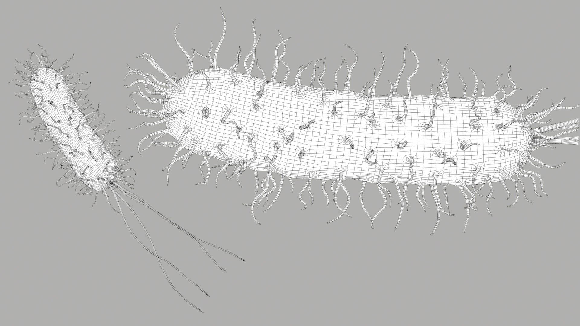 Pseudomonas Aeruginosa Bacteria model https://p.turbosquid.com/ts-thumb/TI/9vlrNQ/sw/aeruginosabacteria_im_outline__04/jpg/1782196644/1920x1080/fit_q87/d68c450af53a13a89b256a18aca8936818464b7e/aeruginosabacteria_im_outline__04.jpg