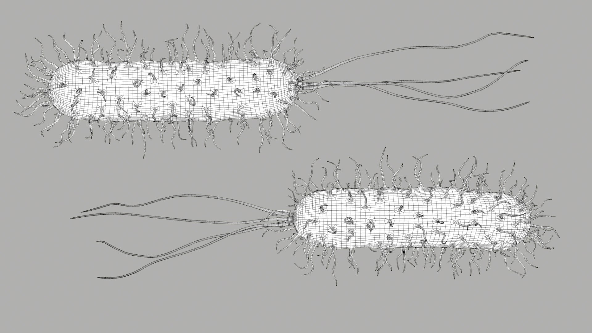 Pseudomonas Aeruginosa Bacteria model https://p.turbosquid.com/ts-thumb/TI/9vlrNQ/ws/aeruginosabacteria_im_outline__00/jpg/1782196642/1920x1080/fit_q87/5ecb3b0af41be0d1b15a5eef54ae5fba0f80c3d2/aeruginosabacteria_im_outline__00.jpg