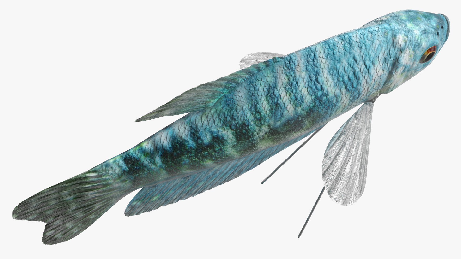 3D Blue Opaline Gourami Fish Rigged For Maya - TurboSquid 2247296